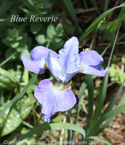 Blue Reverie